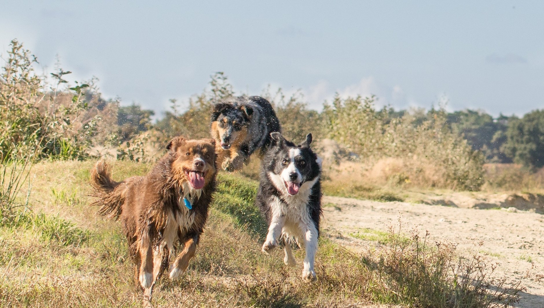 Hundebetreuung im Westen Hamburgs